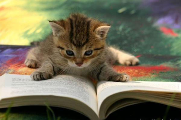 GOT TO STUDY!!! -  Animals - Dogs, Cats - 